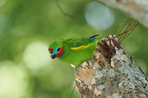 Double-eyed fig parrot in Cairns, Australië